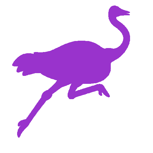 Purple ostrich running